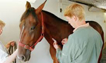 Animal Health